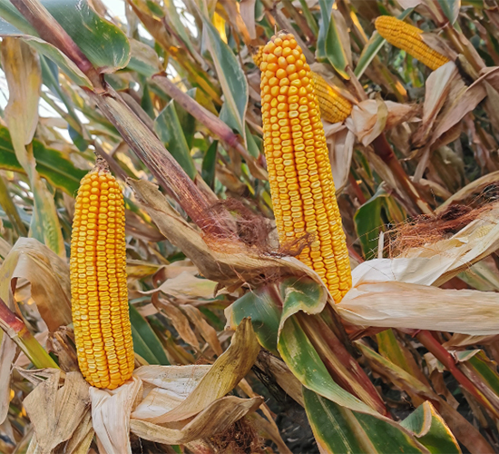 ����11-���׷N��-���S�N�I(y��)