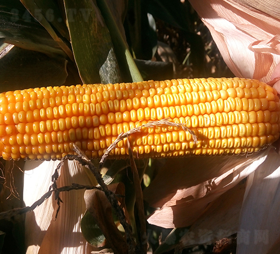 ����10̖(h��o)-���׷N��-���S�N�I(y��)