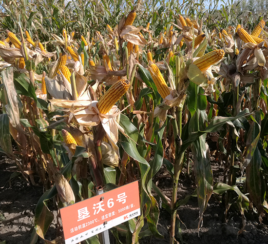 墾沃6號(hào)-玉米種子-墾豐種業(yè)