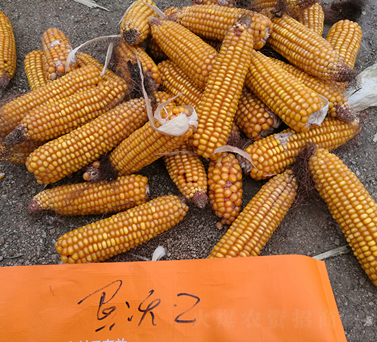 墾沃2號-玉米種子-墾豐種業(yè)