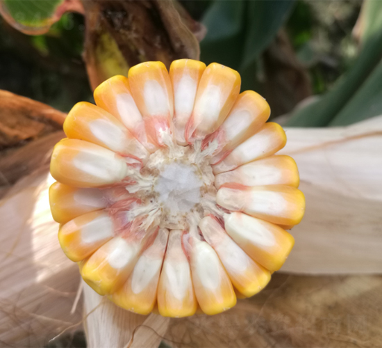 ������4̖(h��o)-���׷N��-���S�N�I(y��)