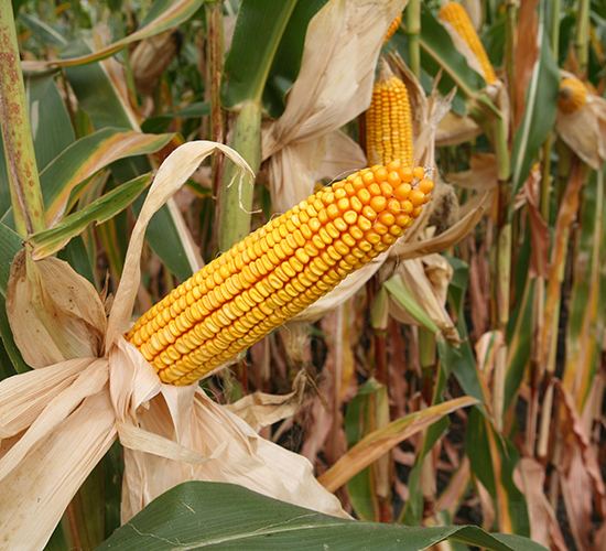 ������3̖(h��o)-���׷N��-���S�N�I(y��)