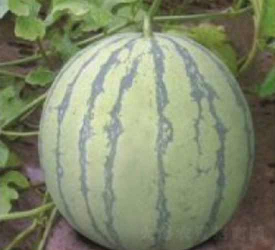 早佳8424-西瓜種子-臺州農(nóng)資