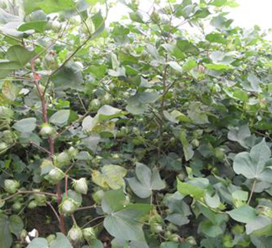 荃銀棉3號-棉花種子-荃銀高科