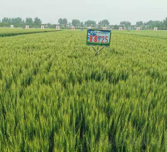 荃麥725-小麥種子-荃銀高科