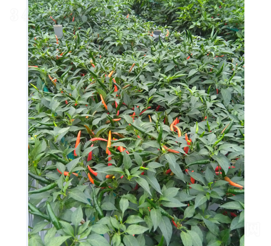 ̩�㳯�콷-�����N��-�r���N��