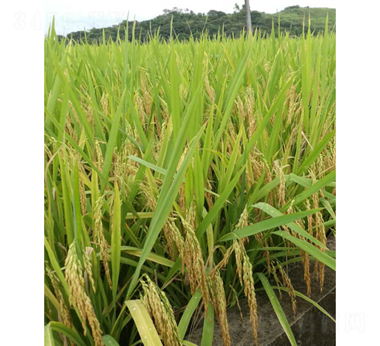 ԣ��(y��u)�Sռ-ˮ���N��-�r���N��