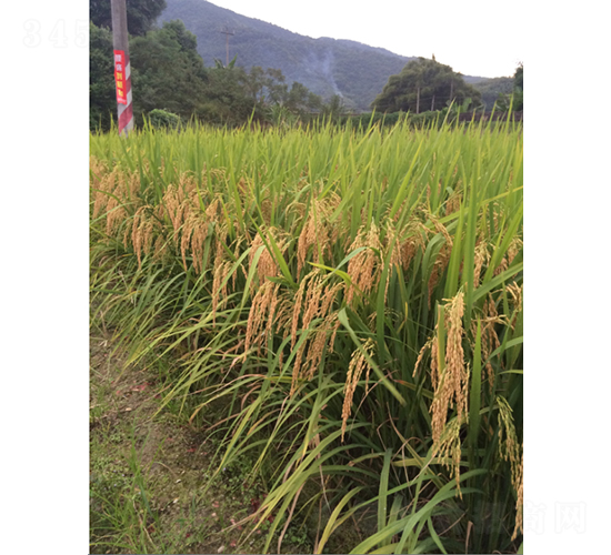 裕優(yōu)鋒占-水稻種子-鮮美種苗