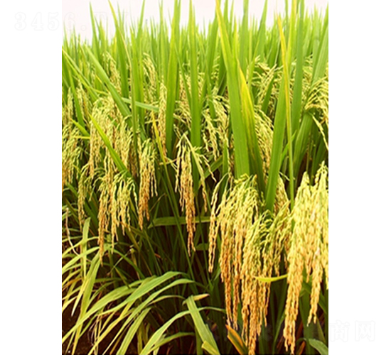 ԣ��(y��u)9611-ˮ���N��-�r���N��