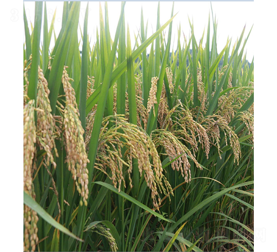 𮃞(y��u)4949-ˮ���N��-�r���N��