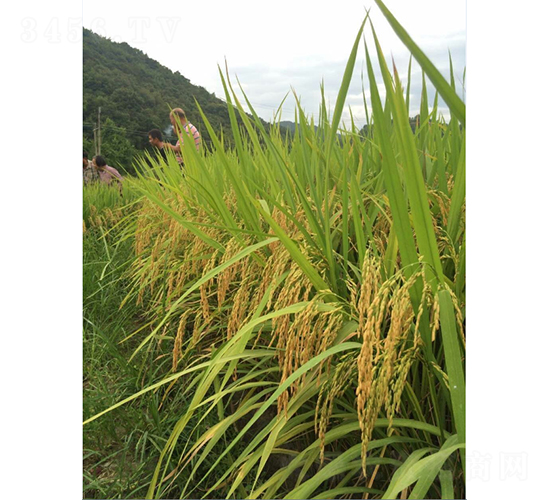 �ك�(y��u)��ռ-ˮ���N��-�r���N��