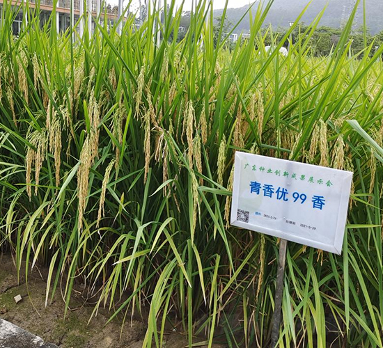 ���マ(y��u)99��-ˮ���N��-�r���N��