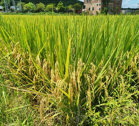 ���マ(y��u)19��-ˮ���N��-�r���N��