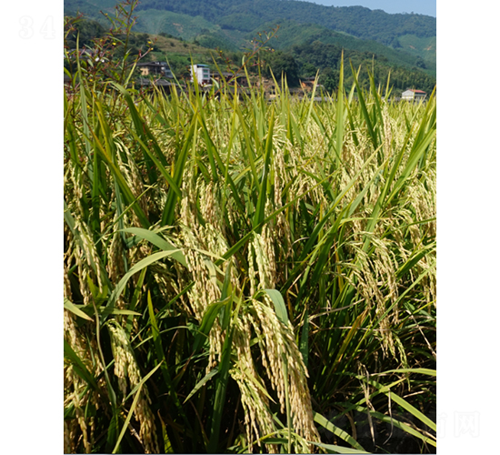 ��1��(y��u)366-ˮ���N��-�r���N��