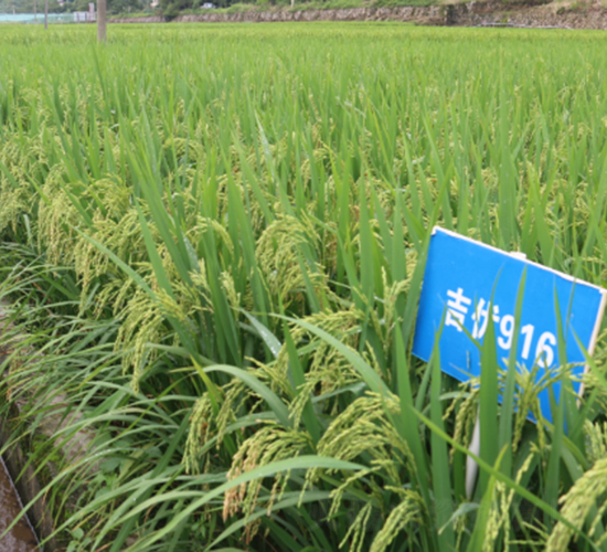 ����(y��u)916-ˮ���N��-�r���N��