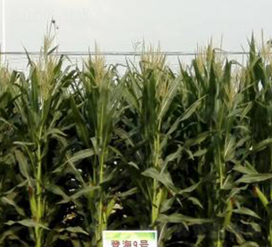 �Ǻ�9̖-���׷N��-�Ǻ��N�I(y��)