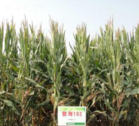 �Ǻ�182-���׷N��-�Ǻ��N�I(y��)