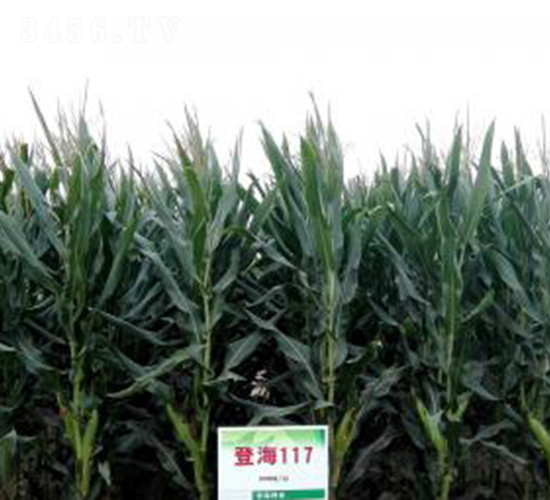 �Ǻ�117-���׷N��-�Ǻ��N�I(y��)