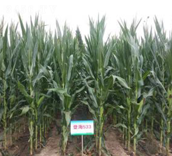 �Ǻ�533-���׷N��-�Ǻ��N�I(y��)