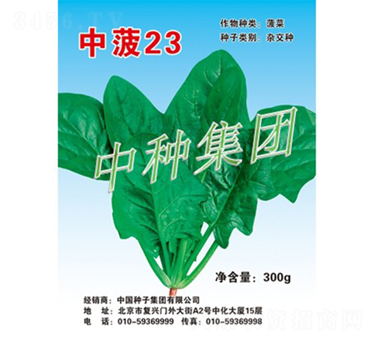 中菠23-菠菜種子-中種集團(tuán)