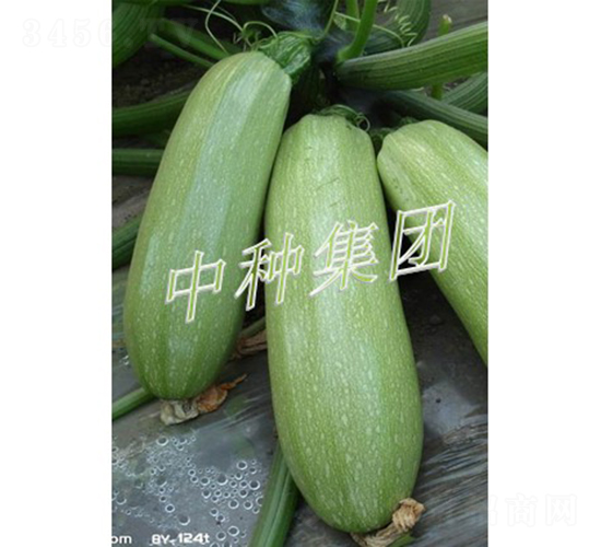 BIJOU-�����J�N��-�зN���F(tu��n)