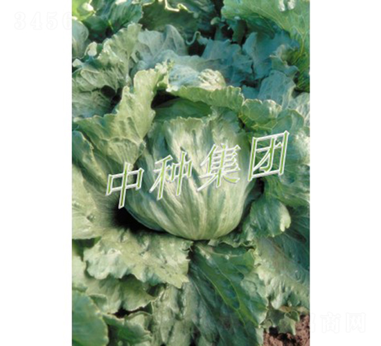 Ī����-���˷N��-�зN���F(tu��n)