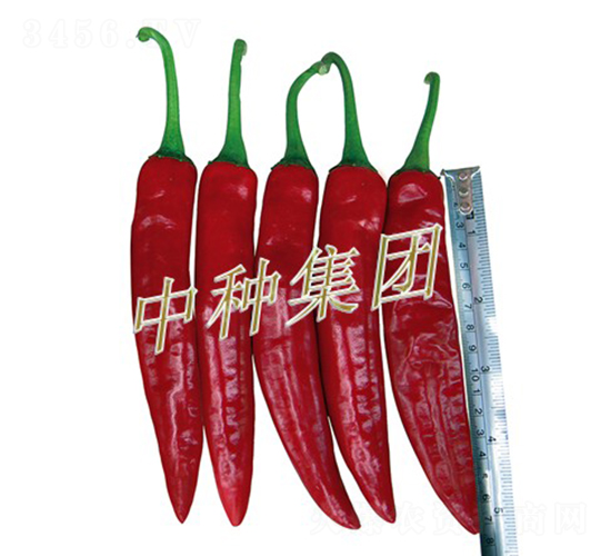 �dԴ818-�����N��-�зN���F