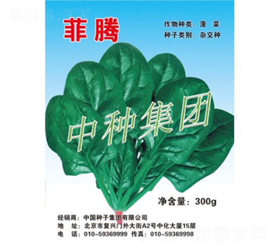菲騰-菠菜種子-中種集團(tuán)