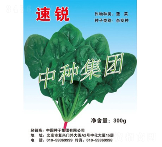 速銳-菠菜種子-中種集團(tuán)