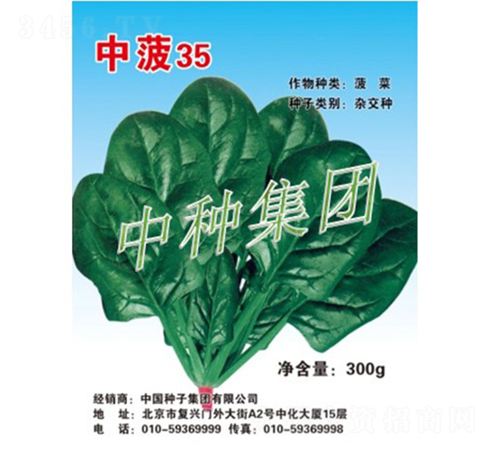 中菠35-菠菜種子-中種集團(tuán)