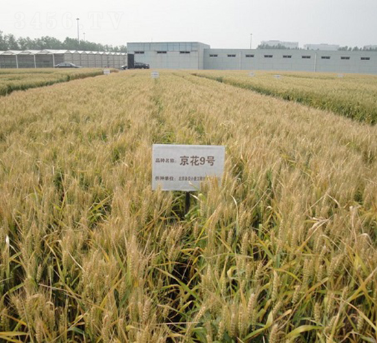 京花9號-小麥種子-中種集團