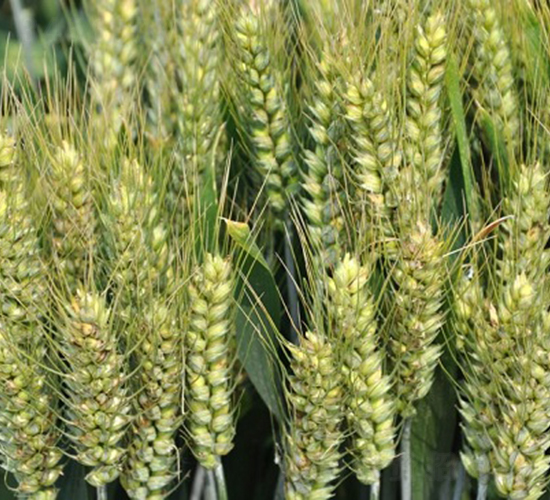 許科718-小麥種子-中種集團