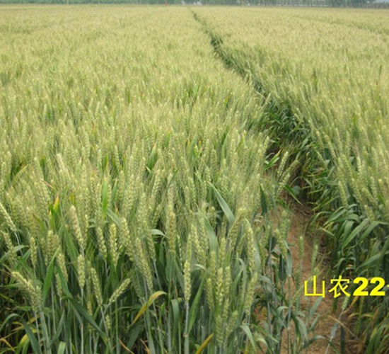 山農(nóng)22號(hào)-小麥種子-中種集團(tuán)