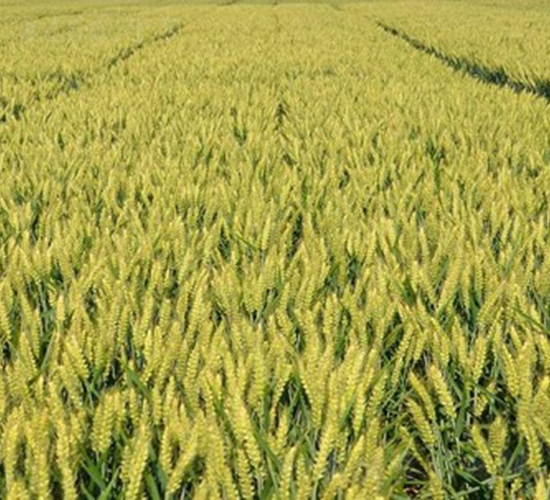 周麥27號-小麥種子-中種集團(tuán)