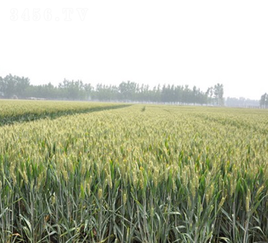 中麥895-小麥種子-中種集團