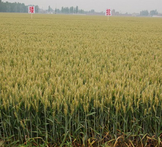 百農(nóng)AK58-小麥種子-中種集團(tuán)