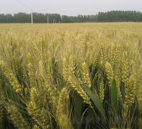 保麥6號-小麥種子-中種集團(tuán)