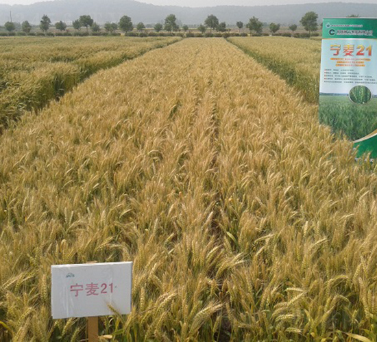 ����21-С���N��-�зN���F(tu��n)