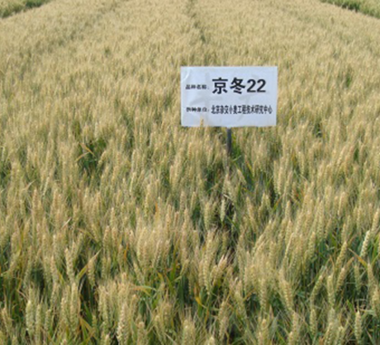 ����22-С���N��-�зN���F