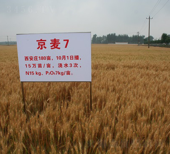 京麥7號-小麥種子-中種集團