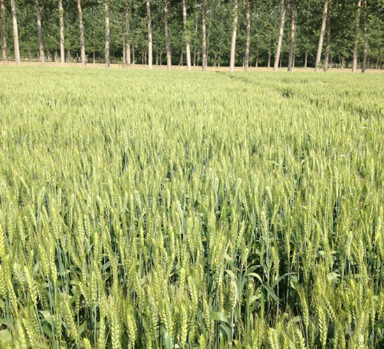 輪選167-小麥種子-中種集團(tuán)