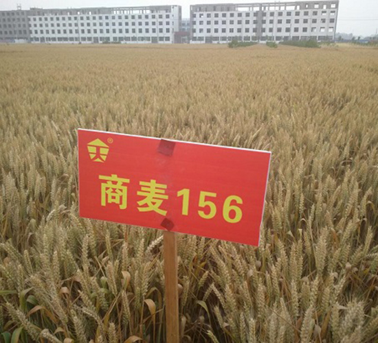 商麥156-小麥種子-中種集團(tuán)