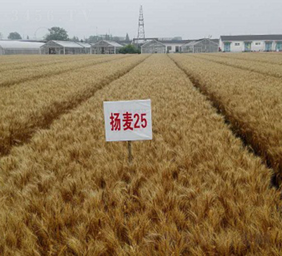 揚麥25-小麥種子-中種集團