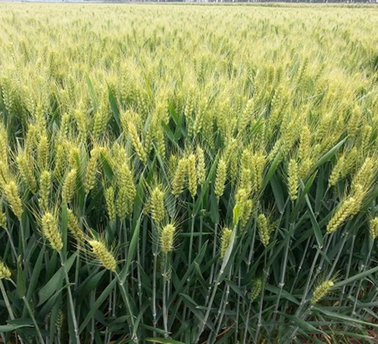 百農(nóng)4199-小麥種子-中種集團(tuán)