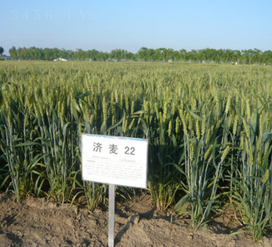 濟(jì)麥22-小麥種子-中種集團(tuán)