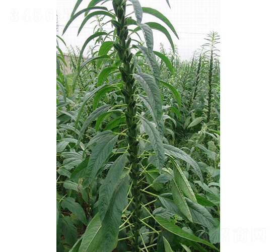 ��֥5̖(h��o)-֥��N��-���r(n��ng)�l(f��)