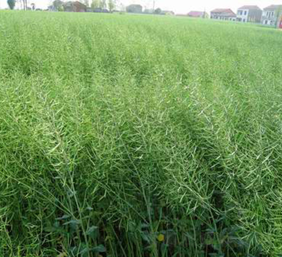 中油雜11-油菜種子-中農(nóng)發(fā)