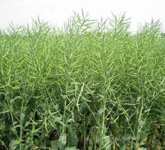 中油雜2號(hào)-油菜種子-中農(nóng)發(fā)