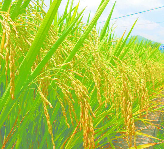 Y兩優(yōu)750-水稻種子-中種集團