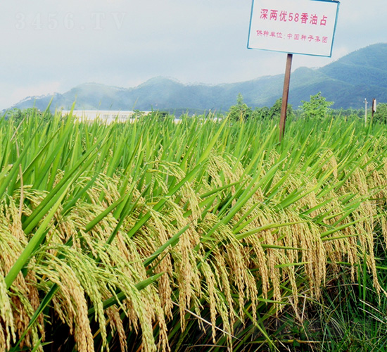 深兩優(yōu)58香油占-水稻種子-中種集團